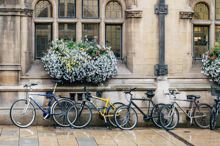 Oxford Üniversitesi'nde bisiklet
